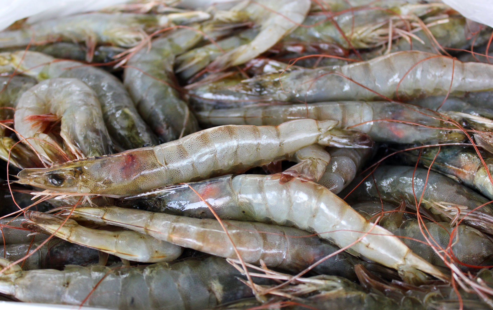 Espolvorear Giotto Dibondon Litoral Aumentan ventas de camarón cultivado – Agrodiario | Periodico Agricola  Digital
