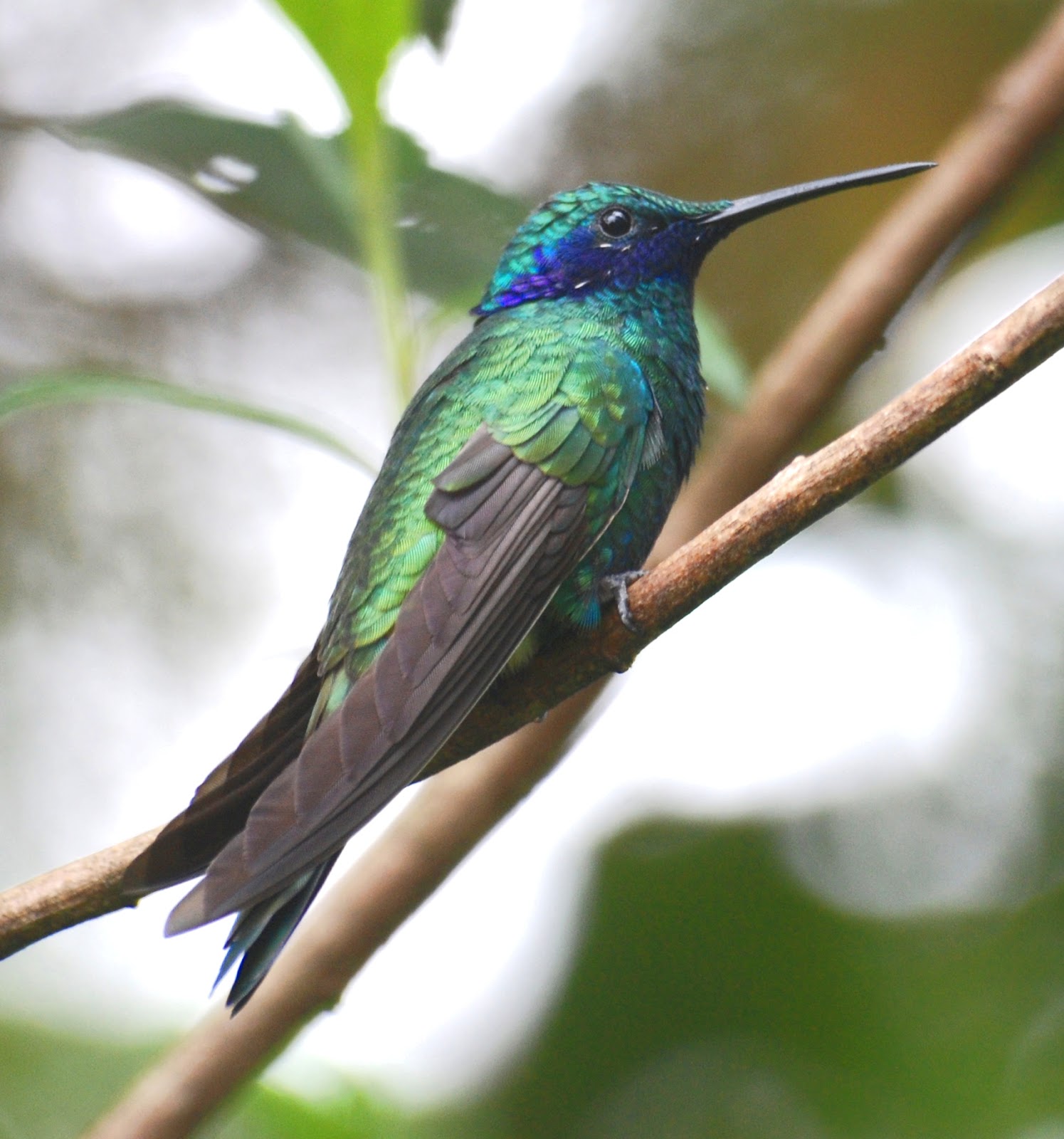 EL COLIBRÍ ESMERALDA DE HONDURAS Agrodiario Periodico Agricola Digital