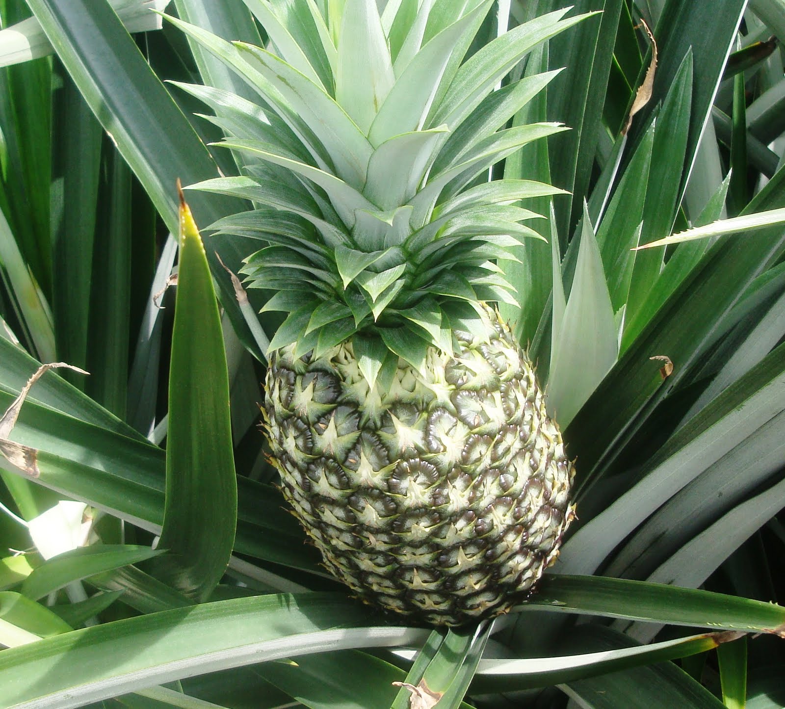 Producción de piña - Agrodiario
