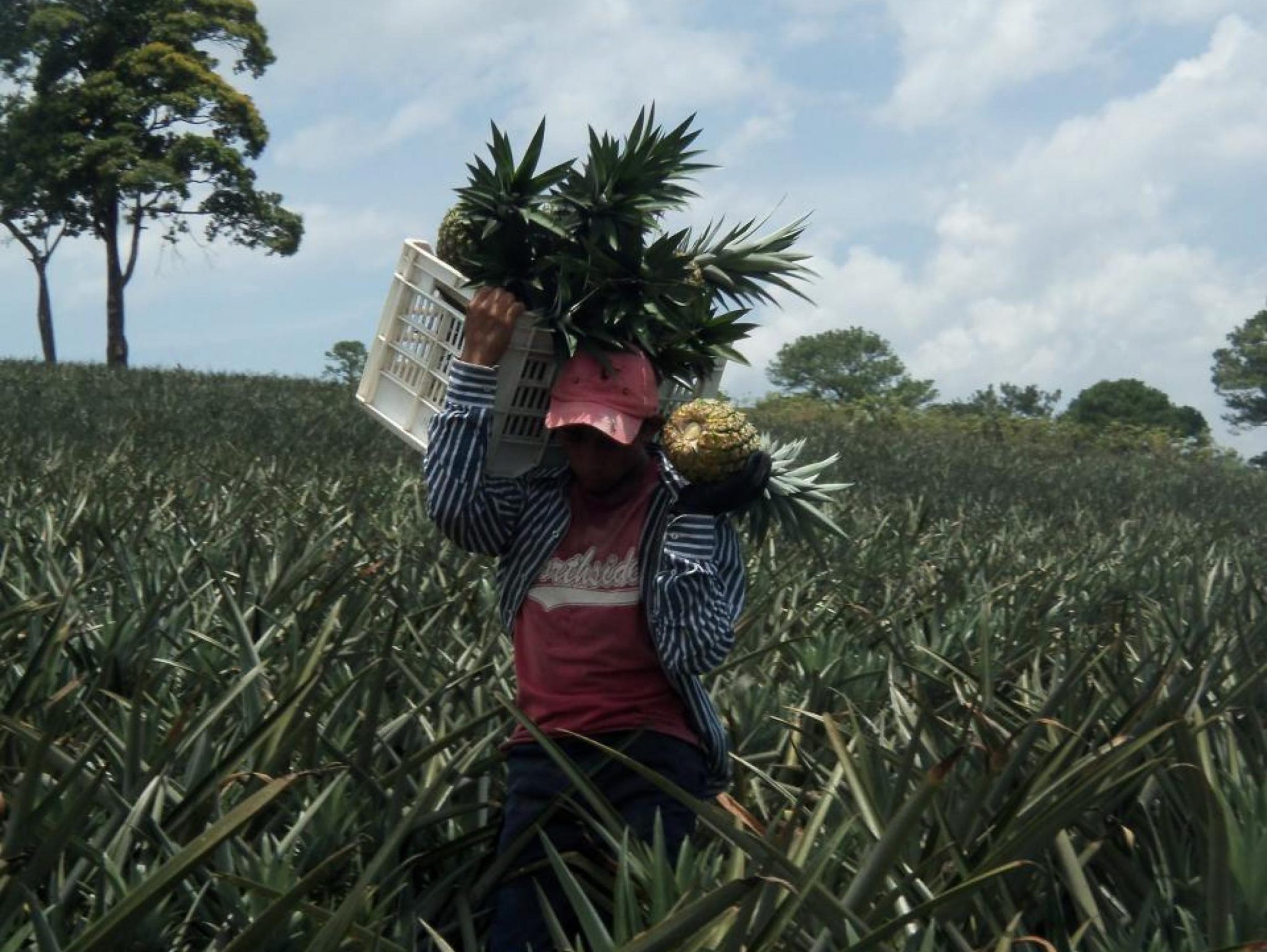 Producción de piña - Agrodiario