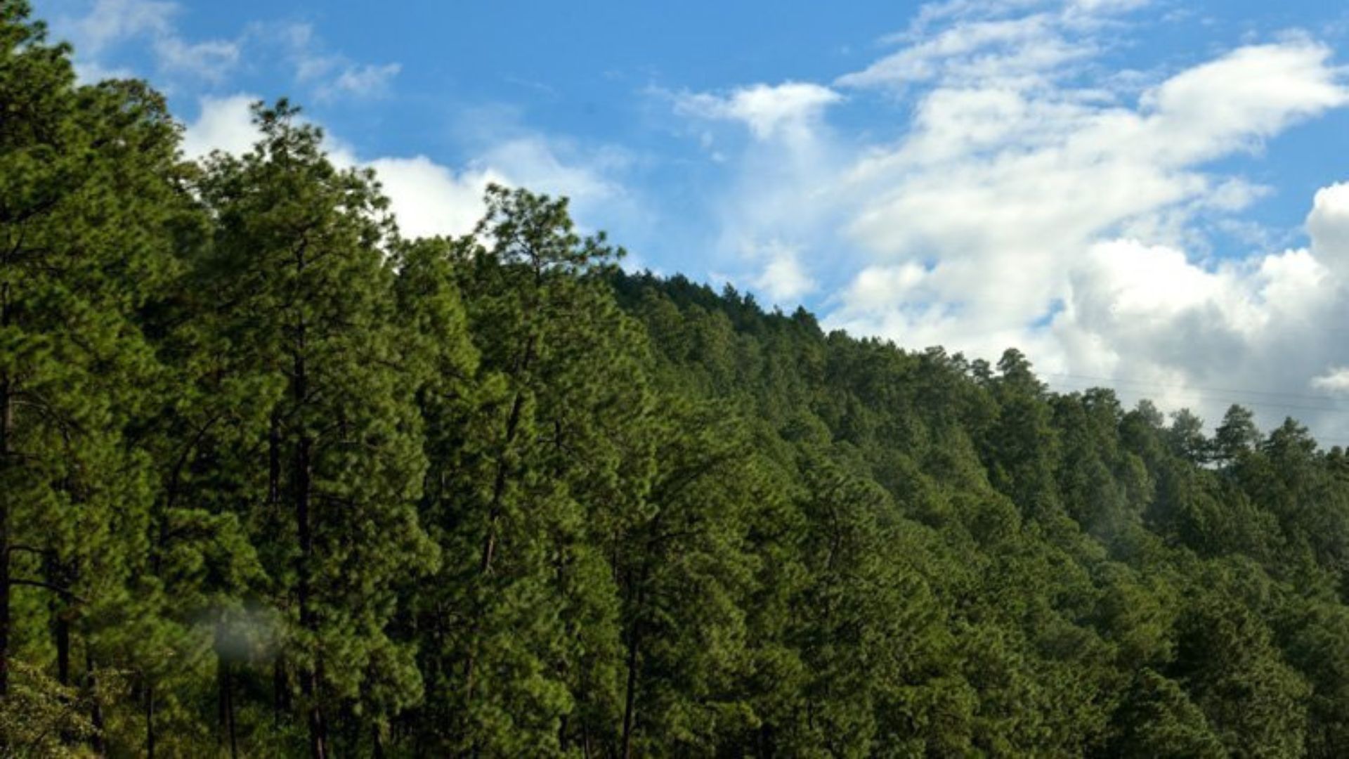 Presentan mapa forestal