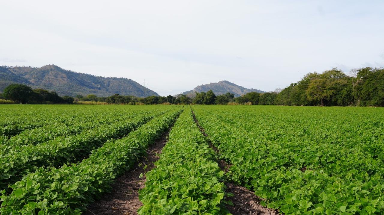 Ajustan presupuesto sin afectar producción nacional