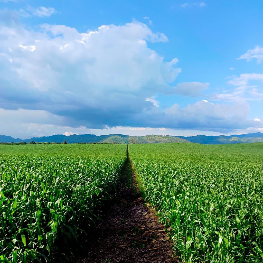 Soluciones agrícolas ante el cambio climático
