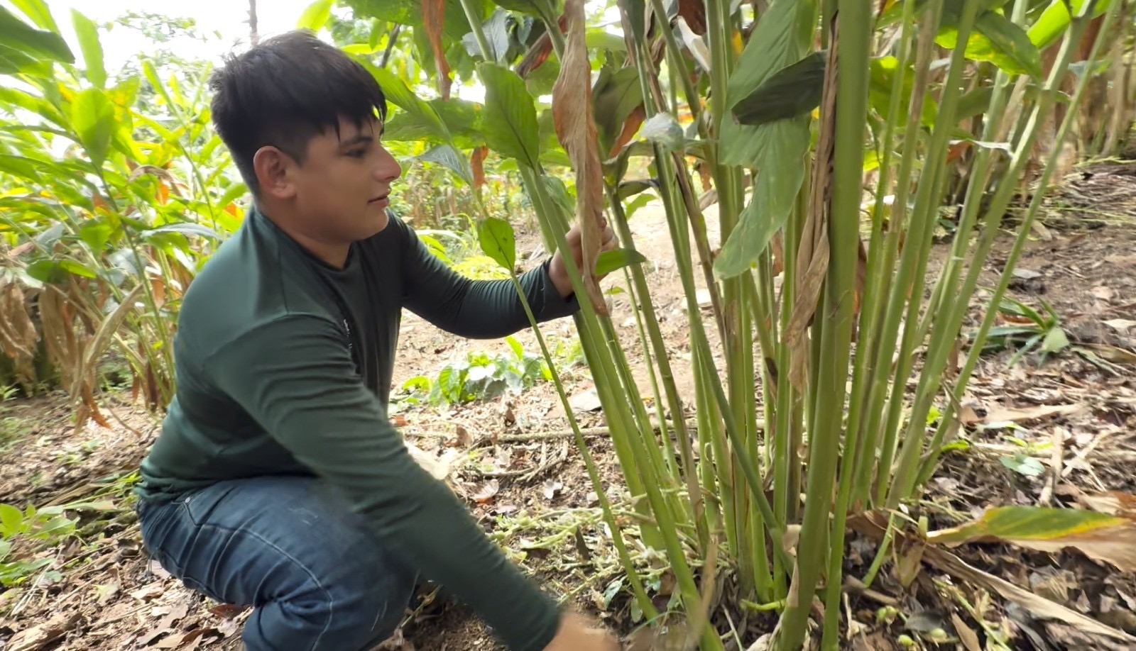 Apoyo a productores de Cardamomo