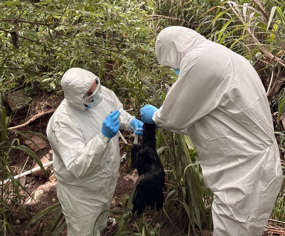 Confirman caso de Influenza Aviar