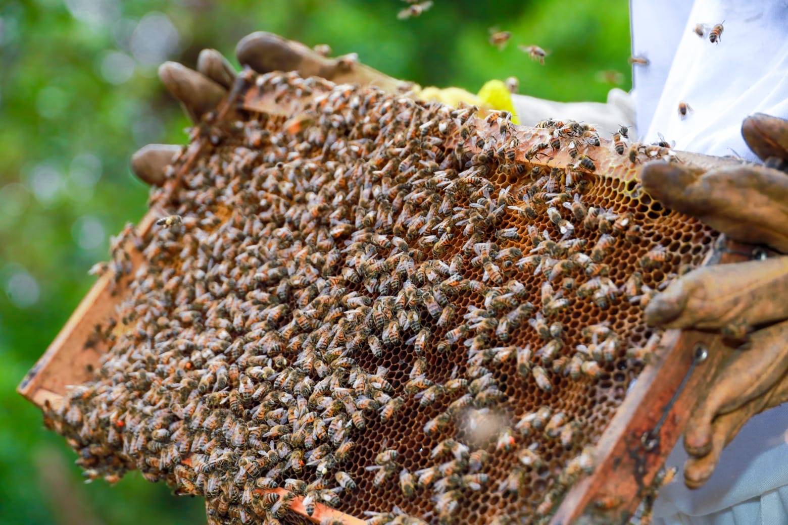 Más de 3,800 apicultores fortalecen producción