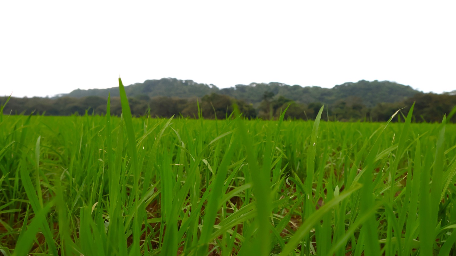 Garantizan producción de arroz