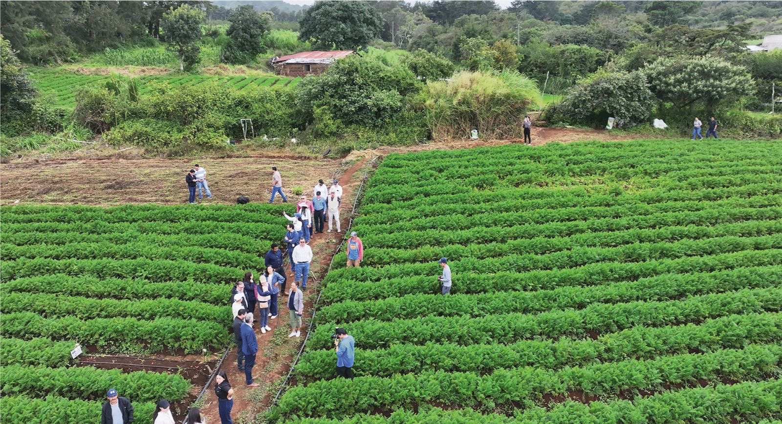 IICA impulsa innovación agrícola en C.A