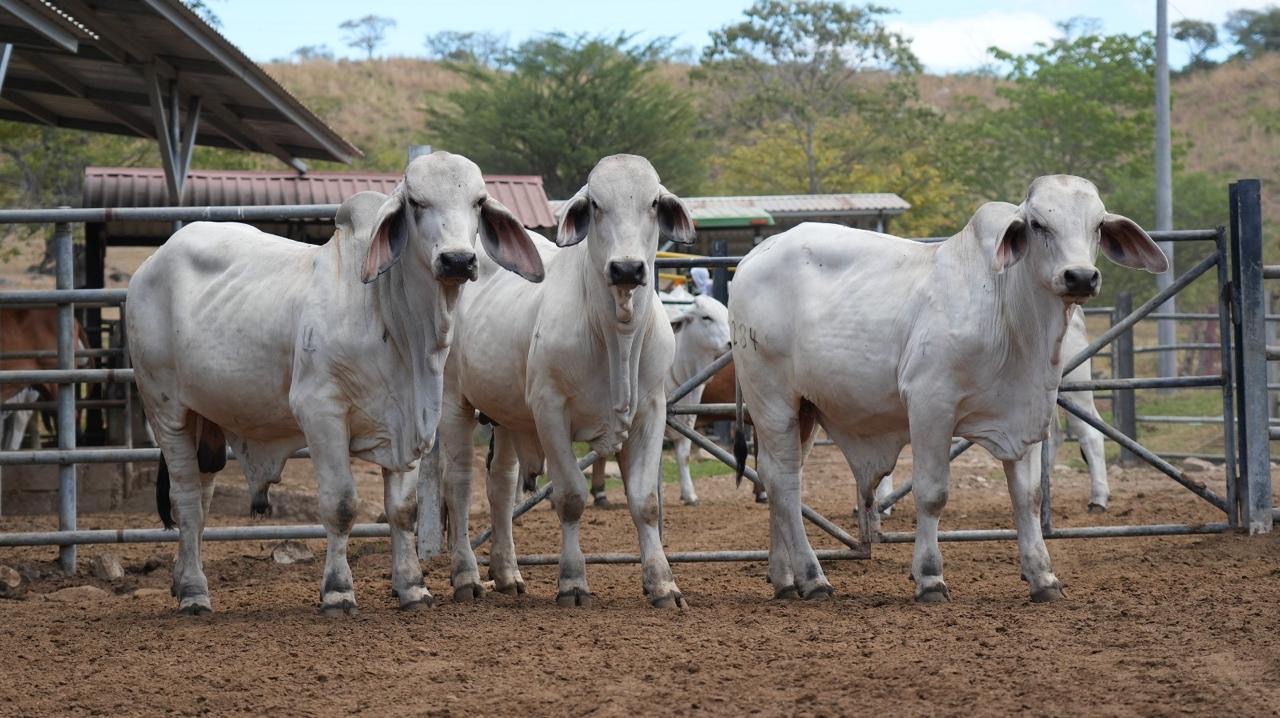 49 mil productores contra el gusano barrenador