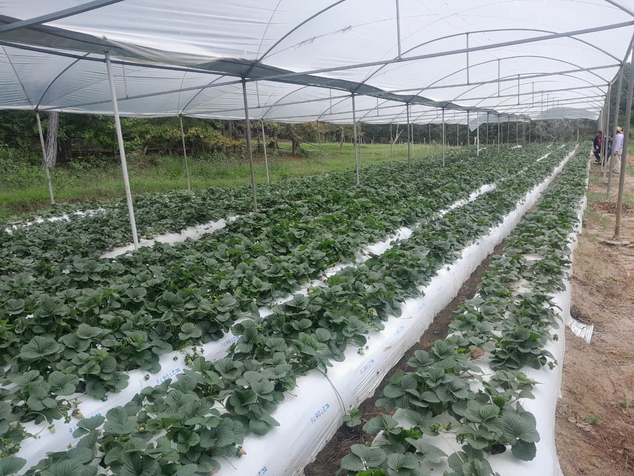 Fortalecen capacidad agrícola