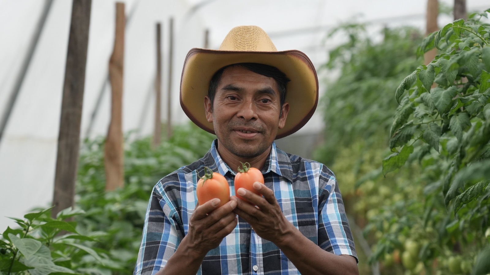 Intibucá quintuplica cosecha de tomate